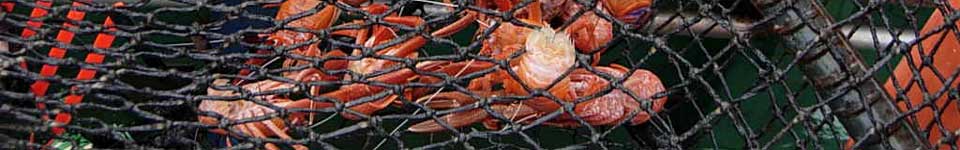 A photograph of Chilean langostino in a pot trap.