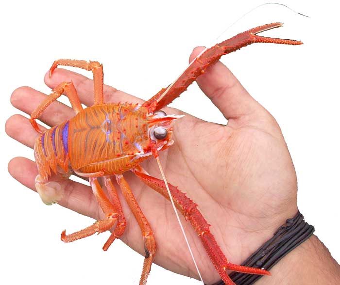 A photograph of a whole live langostino lobster.