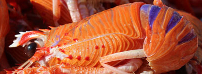 A photograph of a live Chilean langostino