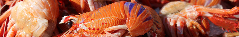 A photograph of a fishing net filled with argentine langostino.